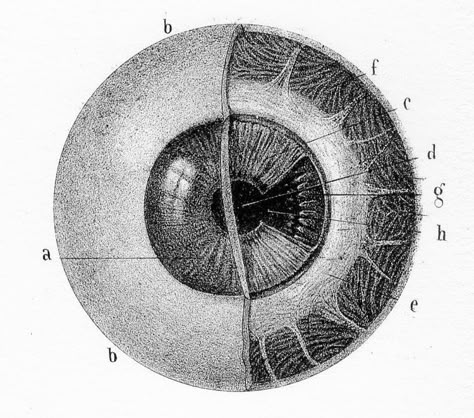 Eyeball Drawing, Human Eyeball, Eye Plate, Scientific Drawing, Eye Anatomy, Human Anatomy Art, Anatomy Sketches, Medical Art, Eye Print