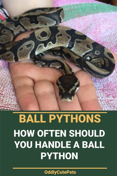 Ball Python Pet Care, Snake Care Ball Python, Ball Python Hide Diy, Ball Python Feeding Chart, Snake Enclosure Ideas Ball Python Diy, Ball Python Names, Snake Terrarium Ball Python, Hall Python Enclosure, Ball Python Habitat