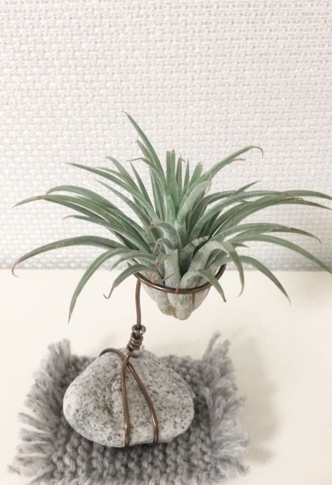 Air Plant Holder Air Plant Art, Indoor Hanging Plants, Air Plants Diy, Air Plants Decor, Plant Display Ideas, Hanging Plants Diy, Plants Diy, Soya Mumu, Air Plant Display