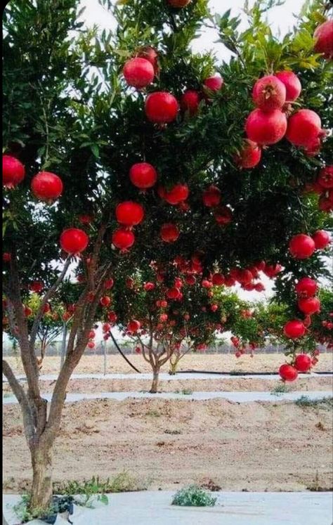 The pomegranate tree symbolizes Amir’s life in Kabul. When him and Hassan were younger they would play by the tree, however when he returns to Afghanistan he sees that the tree is dry and has no fruit growing anymore. Like the tree, Amir’s life in Kabul is just a memory now, and there’s nothing left but torn apart buildings and ruins. His friendship with Hassan and his past life has died and been life behind, just like the tree. Pomegranate Farming, Pomegranate Plant, Fruits And Vegetables Pictures, Fruit Bearing Trees, Rose Garden Design, Vegetable Pictures, Fruits Photos, Vegetable Garden Diy, Beautiful Fruits