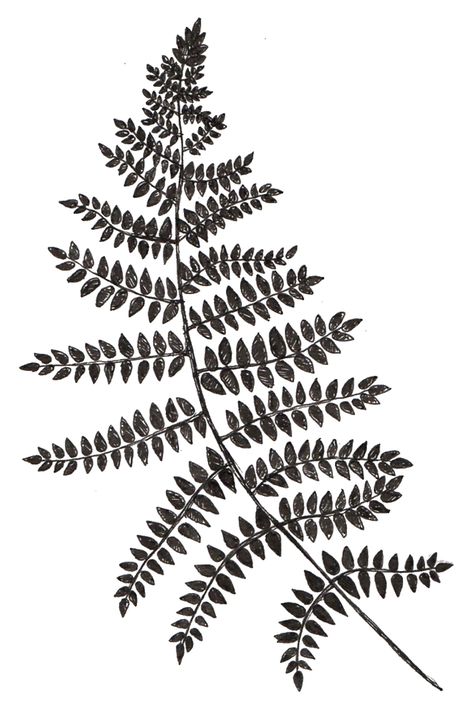 Fern Stencil Pattern, Fern Symbol, Fern Outline, Fern Sketch, Fern Template, Fern Stencil, Fern Drawing, Embroidery Reference, Floral Names