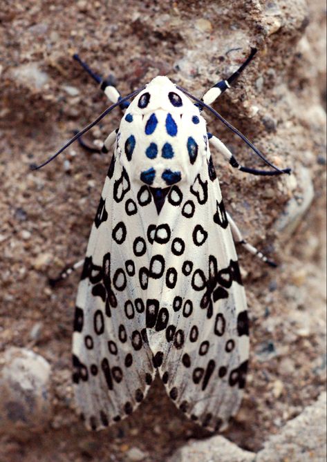 Name: Giant Leopard Moth (Hypercompe scribonia); Range: Neoarctic & Northern South America; Status: Least Concern Hercules Moth, Giant Leopard Moth, Types Of Moths, Leopard Moth, Large Moth, Emperor Moth, Moth Species, Sunset Moth, Small Moths