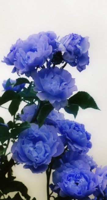 Peonies Wallpaper, Blue Peony, Blue Periwinkle, Blue Peonies, Love Roses, Lavender Blue, Blue Roses, Periwinkle Blue, Favorite Flowers