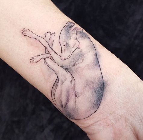 Watercolor Italian greyhound tattoo Italian Greyhound Tattoo Ideas, Iggy Tattoo, Italian Greyhound Tattoo, Greyhound Tattoo Ideas, Whippet Tattoo, Greyhound Tattoo, Ouroboros Tattoo, Woodcut Tattoo, Greyhound Art