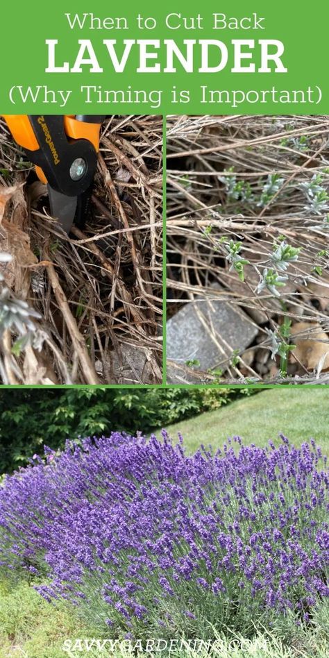 English Lavender Plant, Lavender Plant Care, Garden Redesign, Harvesting Lavender, Herbs Medicine, How To Propagate Lavender, Drying Fresh Herbs, Lavender Hedge, Grow Lavender