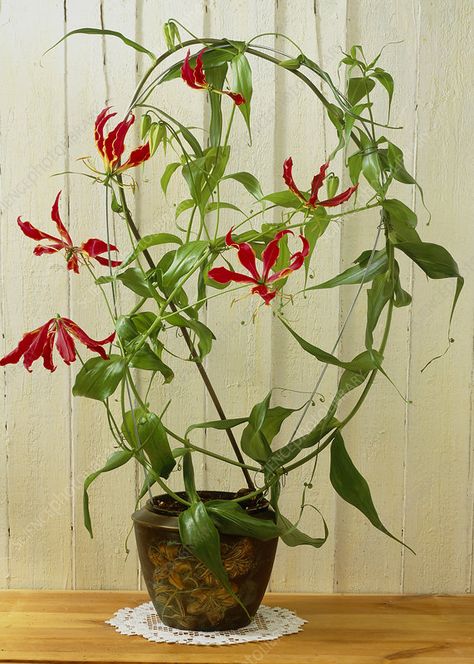 Glory lily 'Rothschildiana' - Stock Image - B916/0163 - Science Photo Library Glory Lily Flower, Gloriosa Superba, Flowers Name List, Glory Lily, Indoor Plant Trellis, Gloriosa Lily, Expensive Flowers, Nothing But Flowers, Flower Therapy