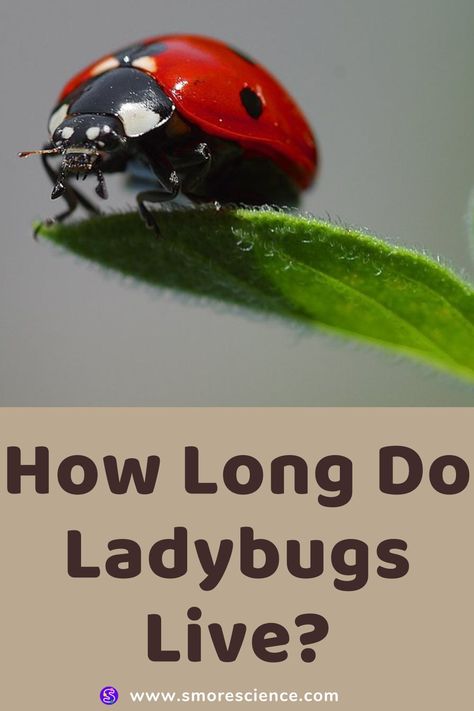 #ladybugs #forest #weeds #metamorphosis #misnomer #eggs #stemchallenge #science #scienceforkids #sciencemagazine #smoremagazine #stem #stemeducation #stemforkids Science Magazine, Pretty Flower, Animal Facts, Red Coat, Amazing Animals, Pretty Flowers, Forest, Animals, Quick Saves