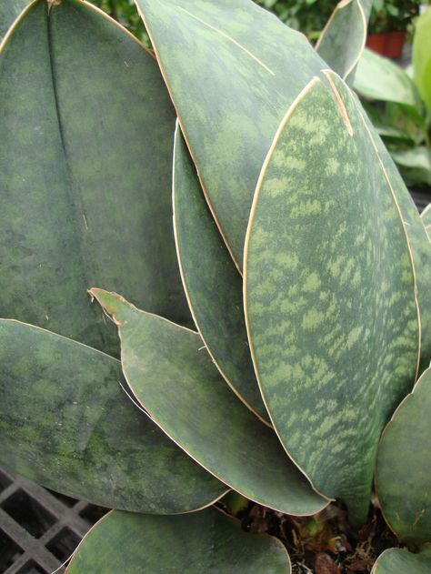 Sansevieria masoniana (syn. 'Mason's Congo'). One of the most astonishing of Sansevieria plants. It's thought that this slow-growing plant could eventually reach six feet in height. The leaves are very broad- perhaps eight inches across. An astonishing plant. Sanseveria Types, Whale Fin Sansevieria, Masoniana Snake Plant, Sansevieria Ballyi, Sansevieria Golden Hahnii, Sansevieria Plant, Small Succulent Plants, Sansevieria Trifasciata, Balcony Plants