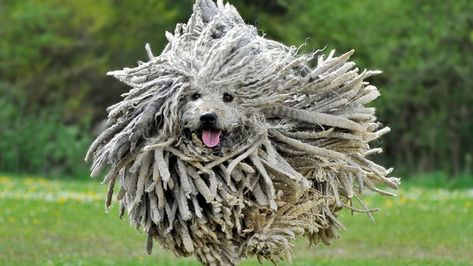 15 Dog Breeds That Don't Shed! Cat Eye Syndrome, Albino Gorilla, Puli Dog, Hungarian Dog, Hair Movement, Most Expensive Dog, Alaskan Klee Kai, Expensive Dogs, Weird Look