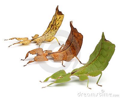 Pray Mantis, Leaf Insect, Stick Insect, Cool Bugs, Real Leaf, Real Leaves, Beautiful Bugs, Creepy Crawlies, Arthropods