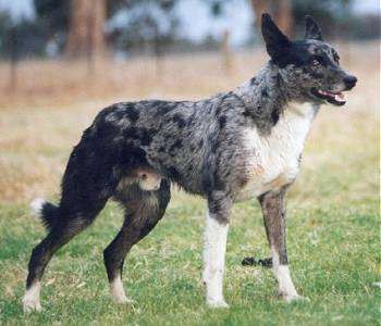 Australian Koolie, Croatian Sheepdog, Koolie Dog, Massive Dogs, Australian Dog, Sims Pets, Scruffy Dogs, English Dogs, Tattoos For Dog Lovers