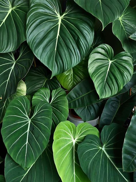 The Philodendron Gloriosum Requires Patience, But It’s Worth the Wait Philodendron Gloriosum, Philodendron Plant, Desain Lanskap, Decoration Plante, Plant Wallpaper, Plant Aesthetic, Botanic Gardens, Sleeve Tattoo, Types Of Plants