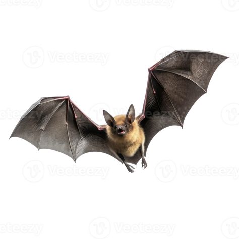 Flying bat isolated on transparent background Flying Bat Drawing, Bats Reference, Bat Photography, Bats Animal, Bat Reference, Bat In Flight, Acotar Stickers, Bat Sketch, Bat Clip Art