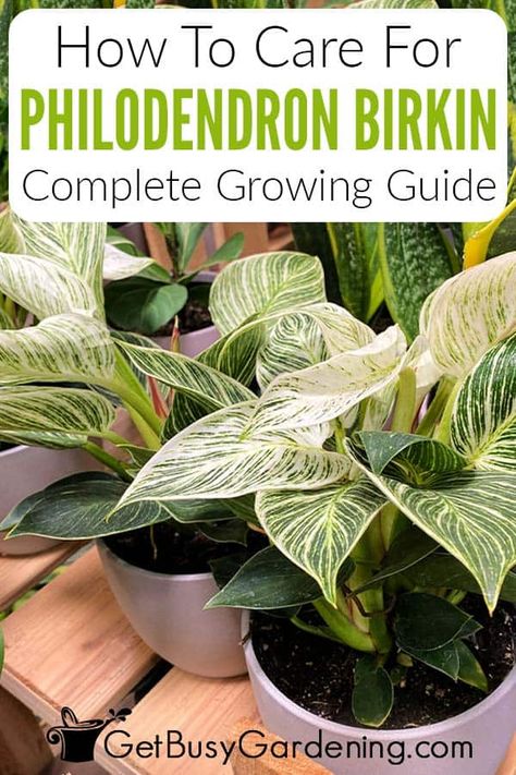 For home gardeners interested in adding the variegated leaves of Philodendron Birkin to their indoor collection, this detailed guide about how to grow them can make it easy. You’ll learn all about Philodendron Birkin care, from how to water, what light and humidity they need, and much more. Discover what it takes to encourage the Philodendron Birkin variegated leaves and what to do if they start to revert, droop, or curl, so you’ll be able to keep the unique houseplant healthy for many years. Birkin Plant Care, Birkin Plant, Philodendron Birkin, Philodendron Care, Philodendron Plant, Household Plants, Indoor Plant Care, House Plant Care, Organic Fertilizer