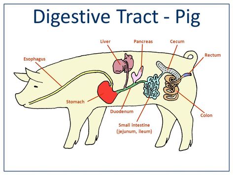 Animal Digestive System, Ruminant Digestive System, Rabbit Digestive System, Digestive System Project, Pig Diagram, Pig Dissection, Digestive System Diagram, Butcher Pig Diagram, Fetal Pig Dissection Anatomy