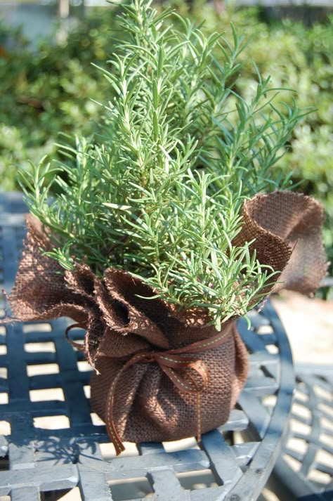 Rosemary Tree, Garden Party Favors, Growing Rosemary, Tattoo Plant, Rosemary Plant, Student Christmas Gifts, Gift Toppers, Wedding Souvenirs, Unique Wedding Favors