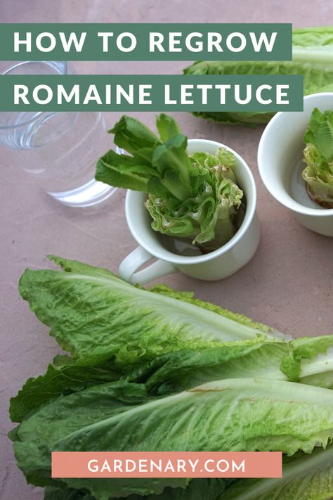 Lettuce Chips Romaine, How To Plant Romaine Lettuce From Scraps, Planting Romaine Lettuce, Regrowing Romaine Lettuce, Sauteed Romaine Lettuce, How To Regrow Romaine Lettuce, Growing Romaine Lettuce From Scraps, How To Grow Romaine Lettuce From Scraps, Regrow Veggies