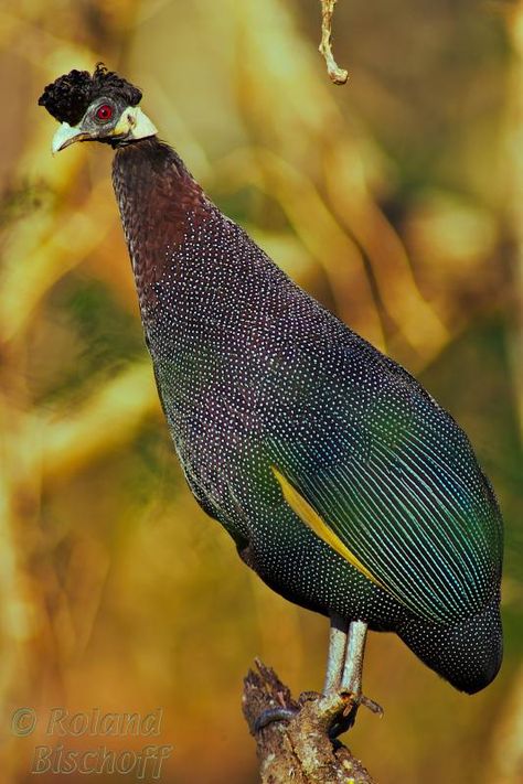 Crested Guineafowl, Guinea Fowl, Kwazulu Natal, Kinds Of Birds, Bird Watcher, Bird Tree, All Birds, Big Bird, Exotic Birds