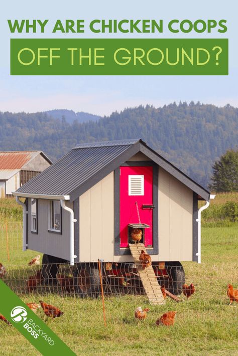 Diy Big Chicken Coop, Simple Large Chicken Coop, Off The Ground Chicken Coop, Elevated Chicken Coop, Big Chicken Coop Ideas, Big Chicken Coop, Diy Coop, Chicken Hut, Chicken Shelter