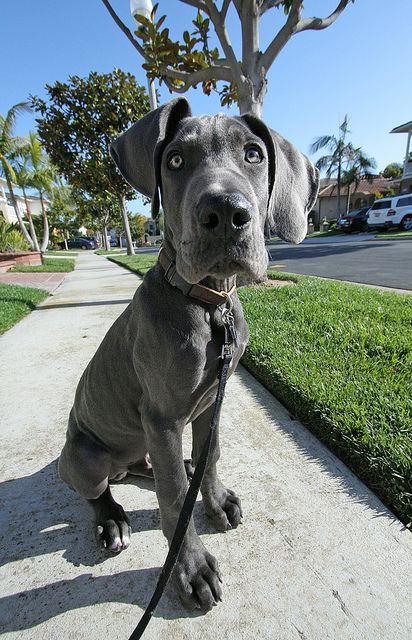 Blue Great Dane Puppies, Pet Anime, Best Dog Names, Dane Puppies, Great Danes, Great Dane Puppy, Dane Dog, Great Dane Dogs, Weimaraner