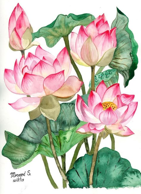 Watercolor Lotus, Lotus Painting, Lotus Flower Art, Tulip Painting, Tulips Art, Easy Drawing Tutorial, Lotus Art, Illustration Botanique, Pink Lotus