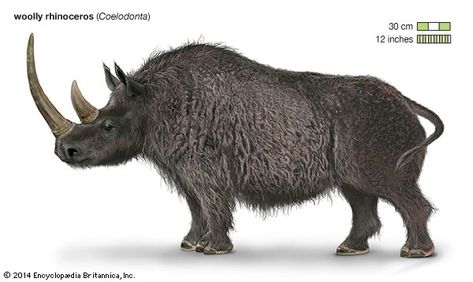 Woolly Rhino, Pleistocene Megafauna, Woolly Rhinoceros, Prehistoric Mammals, Ground Sloth, Prehistoric World, Asian Elephant, Paleo Art, Extinct Animals