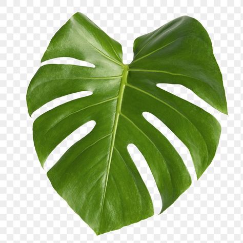 Tanaman Png, Marcos Aesthetic, Leave Logo, Split Leaf Philodendron, Jungle Tree, Bird Logo Design, Flamingo Tropical, Bird Logo, Philodendron Monstera