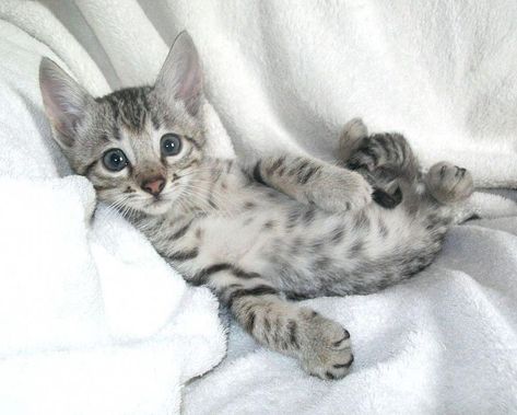 Charcoal Bengal, White Bengal Cat, Bengal Cat For Sale, Bengal Cat Breeders, Bengal Cat Kitten, Bengal Kittens For Sale, Asian Leopard Cat, Bengal Kittens, Hybrid Cat