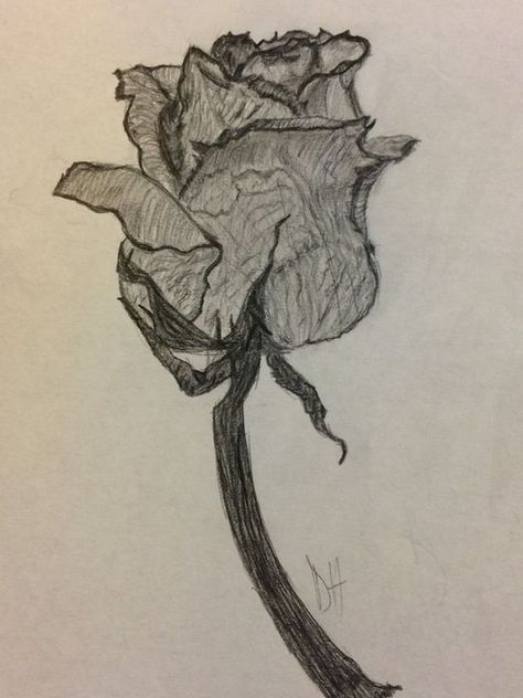 Dead Rose - Destiny M.H. Dead Rose Drawing, Rose Drawings, Rose On Fire, Dead Rose, Drawing Challenges, Rose Sketch, Rose Illustration, Rose Drawing, Flower Sketches