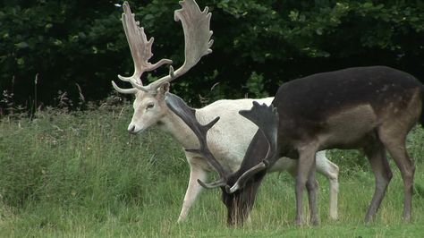 Black and white fallow deer Black Fallow Deer, Deer Species, Black Deer, Brown Deer, Fallow Deer, Stag Deer, White Deer, Kingdom Animalia, Animal References