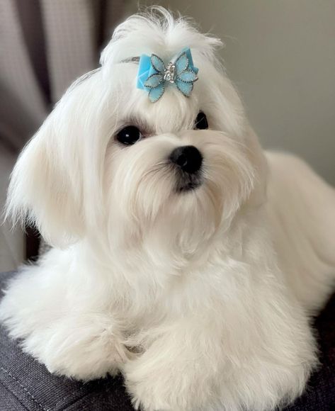 Puppies That Dont Shed, Maltese Haircuts, Maltese Haircut, Maltese Puppies, Bichon Frise Dogs, Maltese Dog, Cute Dog Pictures, Maltese Puppy, Shih Tzu Puppy