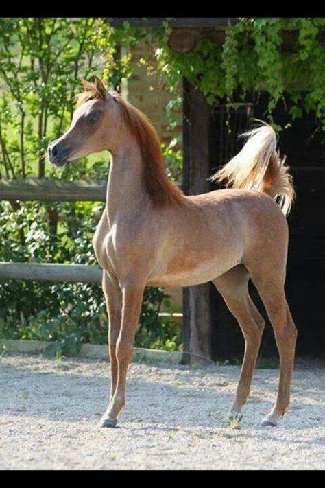 Gorgeous Horse Inspiration, Beautiful Arabian Horses, Most Beautiful Horses, Baby Horses, Majestic Horse, Horses And Dogs, All The Pretty Horses, Horse Photos, Arabian Horse