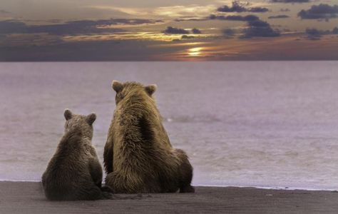 Photo Ours, Brown Bears, Bear Pictures, Arte Inspo, Bear Cubs, Wild Life, Baby Bear, Animal Photo, Wild Animals