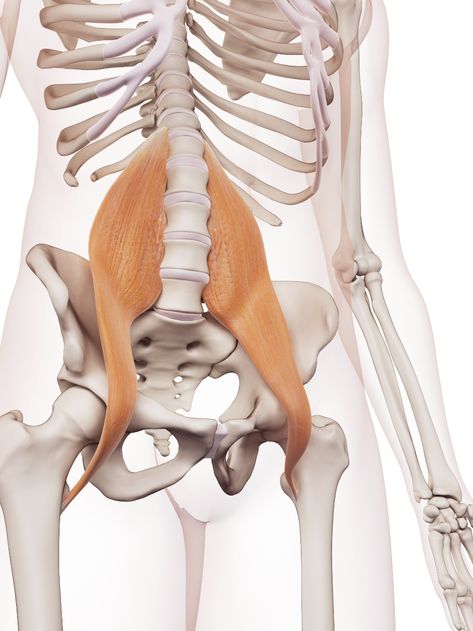 medically accurate muscle illustration of the Psoas Major Psoas Major, Psoas Iliaque, Psoas Stretch, Back Spasm, Psoas Release, Fascia Lata, Therapeutic Yoga, Piriformis Stretch, Ashtanga Vinyasa Yoga