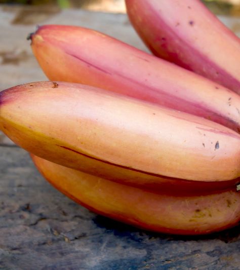 Red banana (Musa acuminate) is officially known as “Red Dacca.” It tastes similar to raspberries and has a red outer peel. It belongs to a subgroup of bananas from southeast Asia. Health Benefits Of Bananas, Benefits Of Bananas, Onion Benefits Health, Alternative Medicine Holistic Healing, Alkaline Diet Benefits, Alkaline Diet Plan, Peanut Dipping Sauce, Banana Health Benefits, Red Banana