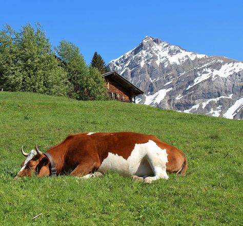 Cows Sleeping While Standing | For the uninitiated, cow tipping is a prank where a person sneaks up ... Cow Care, Cottagecore Animals, Cow Tipping, Frog Sitting, Animals Care, Moo Moo, Happy Pictures, Sneaks Up