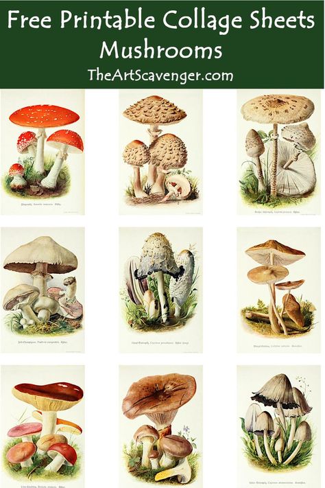 Free Mushroom Collage Sheet Printables for Art Journaling, Junk Journaling, Bullet Journaling, Collage, ATCs, Scrapbooking, Mixed Media, etc. Free Junk Journal Printables, Mushroom Collage, Free Junk Journal, Journal Printables Free, Free Paper Printables, Junk Journal Printables, Journaling Collage, Mushroom Images, Mushroom Pictures