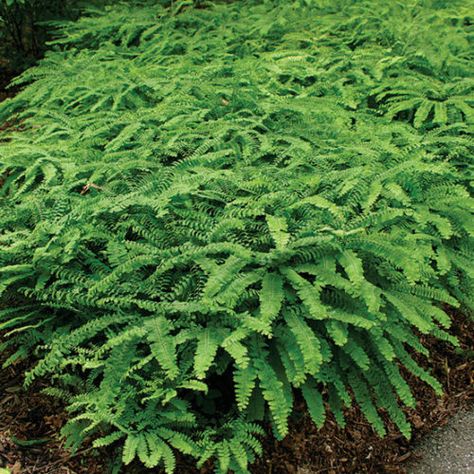 Maiden Fern, Adiantum Pedatum, Fern Photo, Shady Plants, Plant Palette, Ferns Garden, Maidenhair Fern, Shade Gardens, Plant Guide