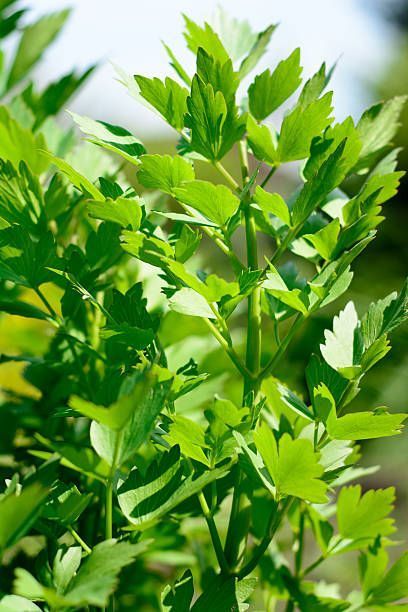 lovage plant bunch in garden levisticum officinale Oregano Plant, Chives Plant, Planting Mums, Pineapple Sage, Best Perennials, Perennial Herbs, Herb Pots, Ground Cover Plants, Attract Pollinators