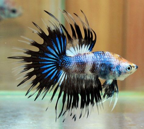 ALIEN CROWNTAIL BETTA Crowntail Betta Fish, Koi Fish Drawing, Betta Fish Types, Betta Aquarium, Salt Water Fish, Beta Fish, Fish Care, Pet Fish, Exotic Fish