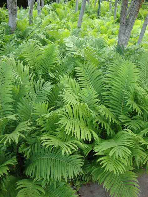 Matteuccia Struthiopteris, Garden Ferns, Fern Plants, Fern Garden, Ferns Garden, Shade Gardens, Garden Shrubs, Fern Plant, Rock Garden Landscaping