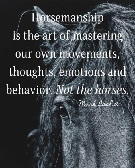 Horsemanship Quotes, Equine Quotes, Horse Sayings, Inspirational Horse Quotes, Horse Riding Quotes, Horse Memes, Healthy Horses, Equestrian Quotes, Cowboy Quotes