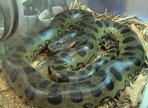 anaconda | Green Anaconda (Eunectes murinus) - FactSheet absolutely beautiful snake Snake Information, Anaconda Verde, World's Largest Snake, Giant Anaconda, Anaconda Snake, Green Anaconda, Kinds Of Snakes, Snake Facts, Reticulated Python