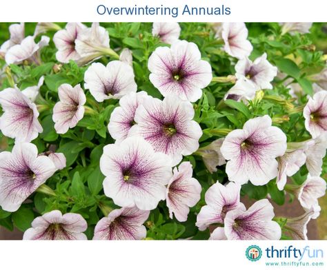 This is a guide about overwintering annuals. Certain varieties of annuals such as geraniums can be overwintered for the following spring. Overwintering Annuals, Winterizing Plants, Overwintering Plants, Garden Corner, Overwintering, Annual Flowers, Garden Tips, Annual Plants, Outdoor Plants