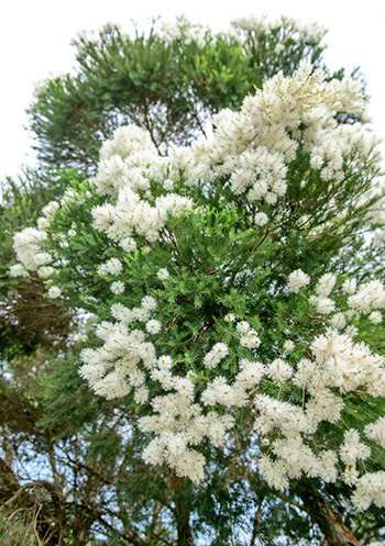 Tea Tree - The Lost Herbs Tea Tree Plant, Bridal Wreath Spirea, Essential Oil Education, Snow In Summer, Bridal Wreath, Summer Plants, Mediterranean Garden, Botanical Beauty, Herbaceous Perennials