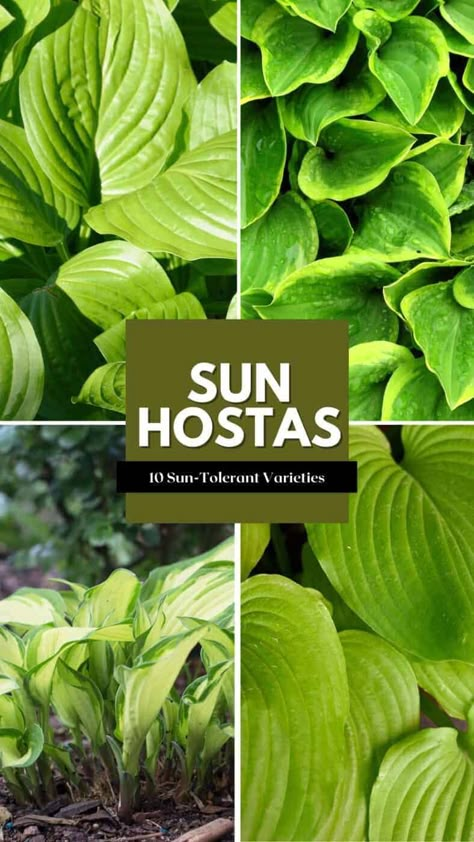 Hostas For Sun, Sun Hostas, Diy Gnome Garden, Garden Simple Ideas, Gnome Garden Ideas, Hosta Sum And Substance, Hosta Care, Full Sun Garden, Garden Simple