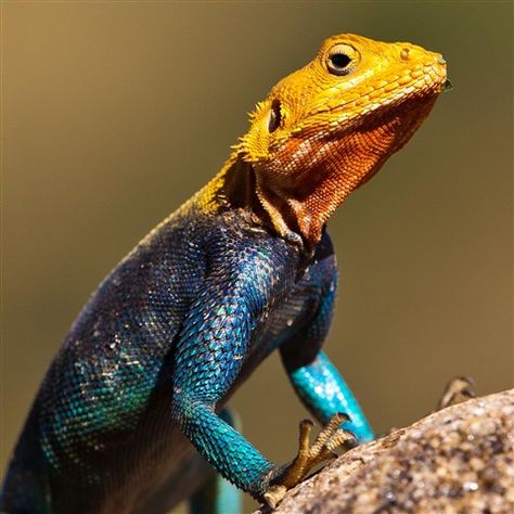 Lizardfolk Druid, Lizard Reference, Agama Lizard, Colorful Lizards, Komodo Dragons, Reptile Tank, Blue Lizard, Cute Reptiles, Komodo Dragon