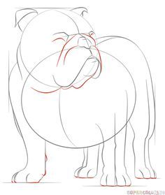 Draw A Pug, Bulldog Painting, Dog Drawing Tutorial, Bulldog Drawing, Bulldog Images, Drawing Programs, Pencil Drawing Tutorials, Draw Animals, Drawing Tutorials For Kids