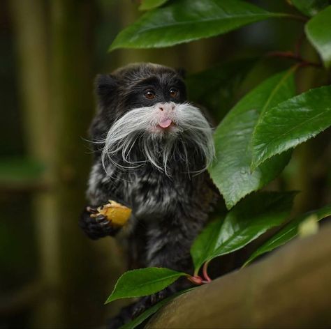 Wild Thoughts’s Instagram profile post: “The Emperor Tamarin 🐒 These wise looking primates are named after their moustaches, which are similar in shape and size with the moustache…” Emperor Tamarin Monkey, Tamarin Monkeys, Emperor Tamarin, Monkey Species, Golden Lion Tamarin, Pygmy Marmoset, Wild Thoughts, Monkey Pictures, Great Ape