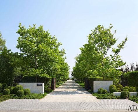 London Plane Tree, Driveway Entrance Landscaping, Tree Lined Driveway, Driveway Entrance, Driveway Design, Driveway Landscaping, Modern Landscape Design, Hamptons House, Landscape Plans